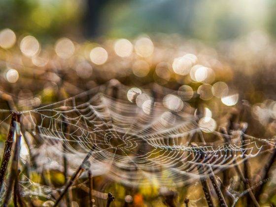 К чему много паутины в лесу. паутина – все приметы, связанные с паучьей сетью