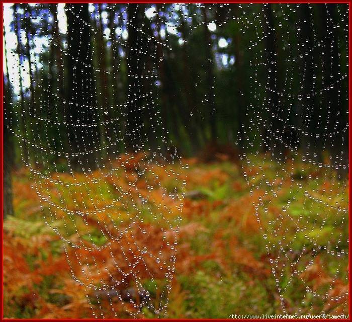 Паутина – народные приметы