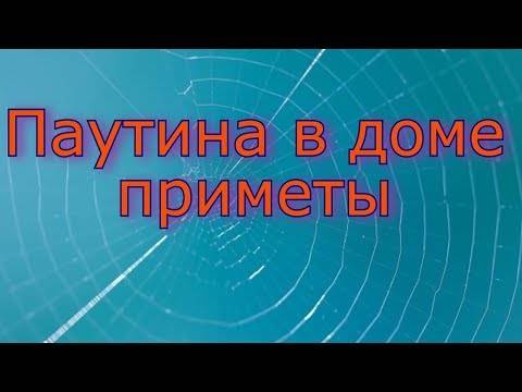 Паутина – все приметы, связанные с паучьей сетью. блог "магия биологии" почему осенью летает паутина