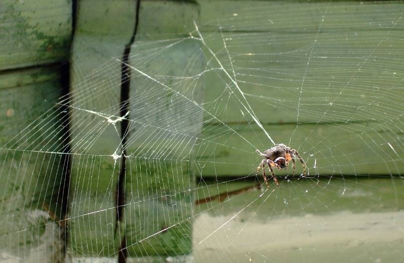Паук – самые точные приметы и суеверия