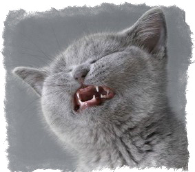 Плохие и хорошие приметы и суеверия из разных стран