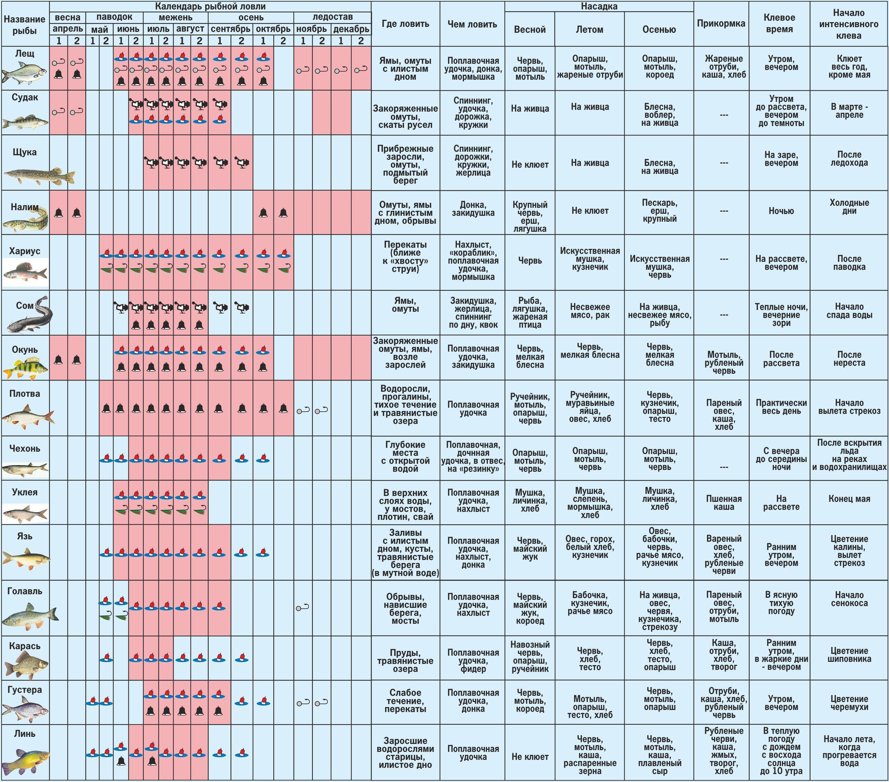 В какую погоду лучше ловить щуку: в дождь, в ветер и давлении