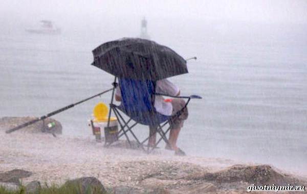 Погода-для-рыбалки-Как-влияет-и-в-какую-лучше-идти-на-рыбалку-11