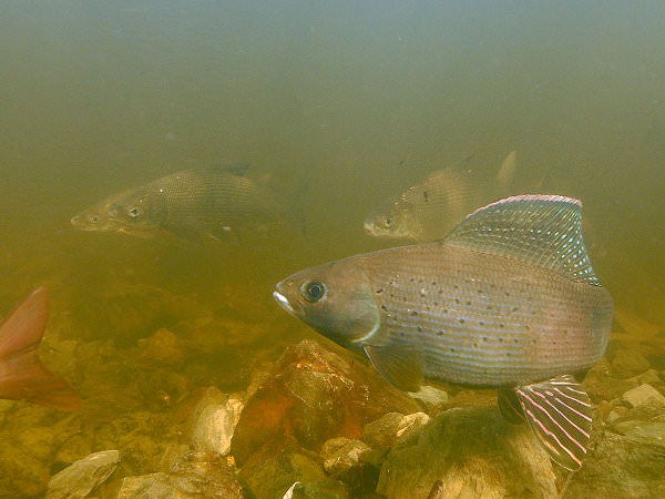 Хариус в воде
