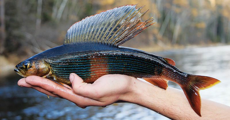 Пойманный хариус