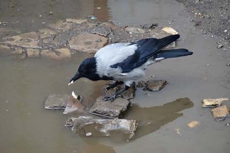 Погода и приметы. Если ворона в луже купается - скоро тепло наступит