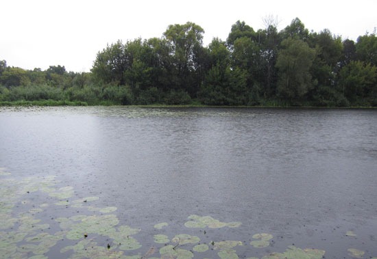 Плотный ровный дождь