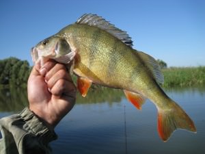 Пойманный окунь