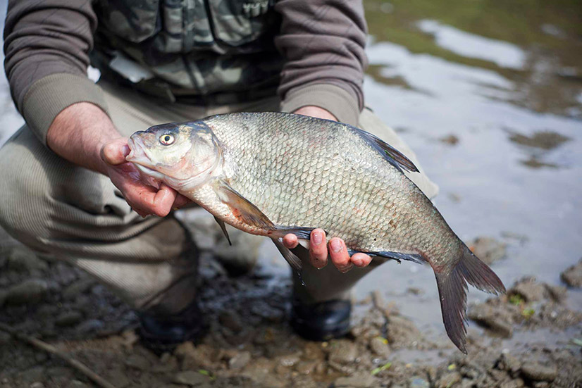 Ловля леща на фидер - снасти, оснастка и прикормка своими руками, техника ловли