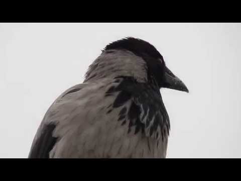 народные приметы о погоде ворона купается