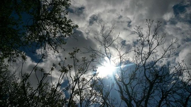 народные приметы о погоде ворона купается