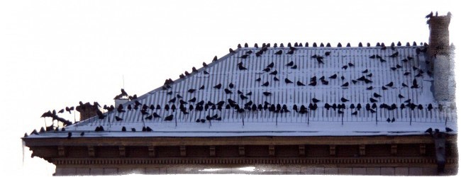 народные приметы о погоде ворона купается