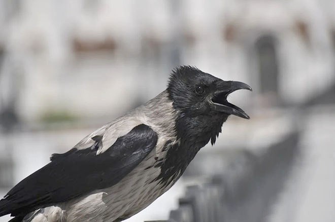 народные приметы о погоде ворона купается