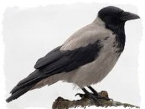 народные приметы о погоде ворона купается