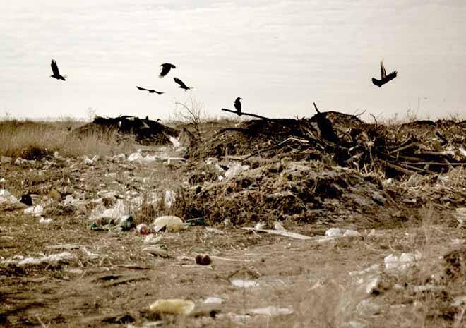 народные приметы о погоде ворона купается