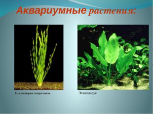 Аквариумные растения: Валлиснерия спиральная Эхинодорус 