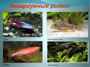  Аквариумные рыбки: Неон Данио Моллинезия Крапчатый сомик 