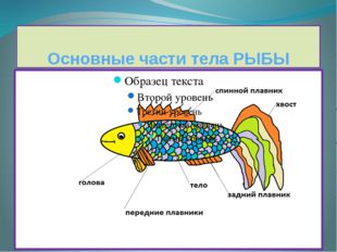 Основные части тела РЫБЫ 