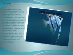 Цихлид Большое семейство рыб из отряда окунеобразных, включающее в себя до 20