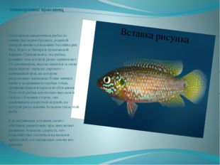 Хемихромис красавец Популярная аквариумная рыбка из семейства окунеобразных,