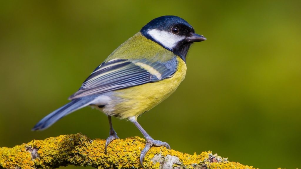 синица появилась в доме приметы 