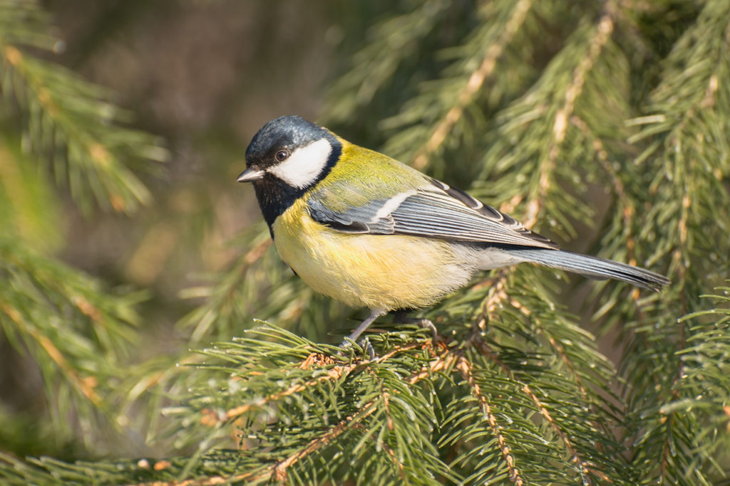 народные приметы про синиц