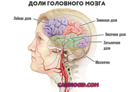 Влияние атмосферного давления на гипотоников. Влияние низкого атмосферного давления на организм 