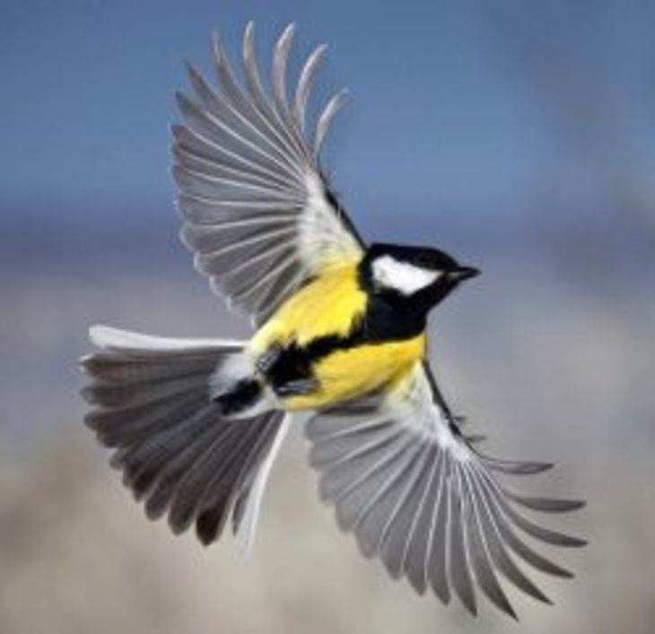 Предвестники погоды - фото