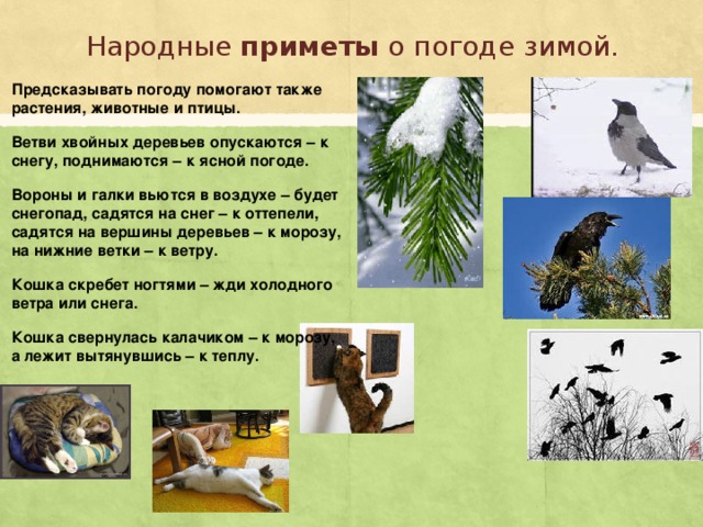 Народные приметы о погоде зимой. Предсказывать погоду помогают также растения, животные и птицы. Ветви хвойных деревьев опускаются – к снегу, поднимаются – к ясной погоде. Вороны и галки вьются в воздухе – будет снегопад, садятся на снег – к оттепели, садятся на вершины деревьев – к морозу, на нижние ветки – к ветру. Кошка скребет ногтями – жди холодного ветра или снега. Кошка свернулась калачиком – к морозу, а лежит вытянувшись – к теплу. 