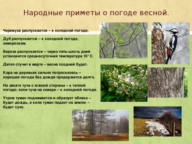 Народные приметы о погоде весной. Черемуха распускается – к холодной погоде. Дуб распускается – к холодной погоде, заморозкам. Береза распускается – через пять-шесть дней установится среднесуточная температура 10°C. Дятел стучит в марте – весна поздней будет. Кора на деревьях сильно потрескалась – хорошая погода без дождя продержится долго. На закате туча с южной стороны – к теплой погоде; если туча на севере – к холодной погоде. Утром туман поднимается и образует облака – будет дождь, а коли туман падает на землю – будет сухо. 