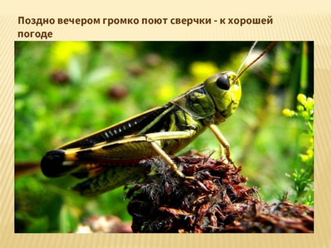 презентация по теме народные приметы и погода