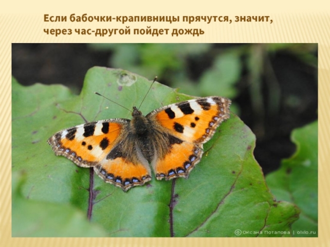 презентация по теме народные приметы и погода