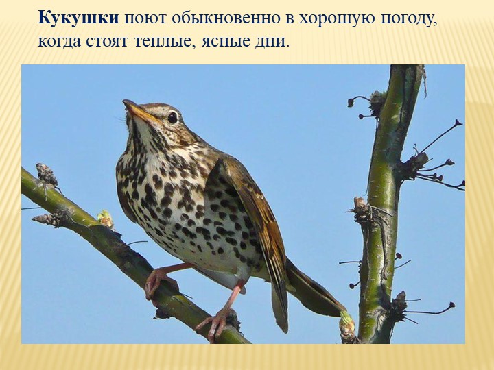 Кукушки поют обыкновенно в хорошую погоду, когда стоят теплые, ясные дни.