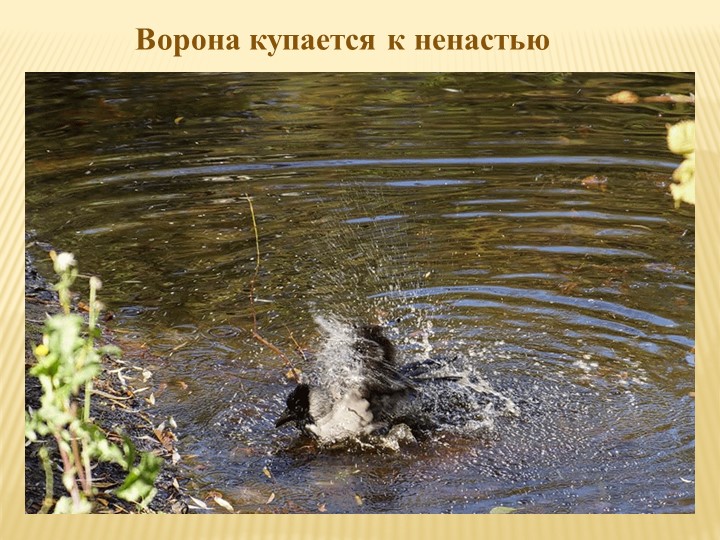 Ворона купается к ненастью