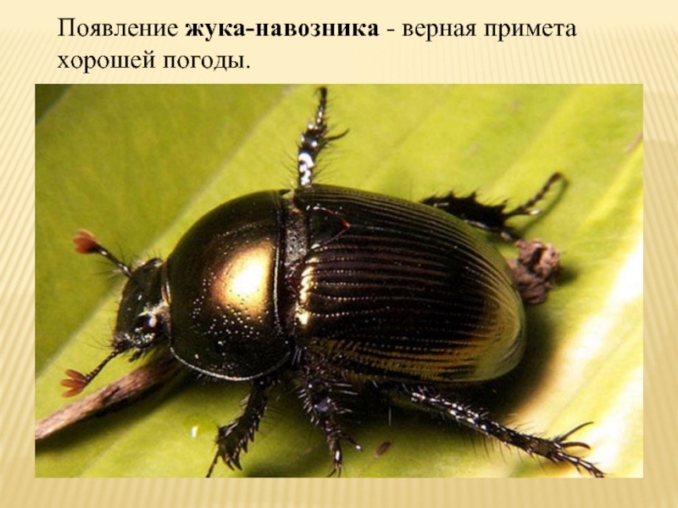 презентация по теме народные приметы и погода