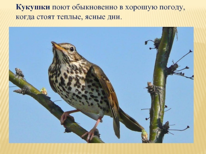 презентация по теме народные приметы и погода