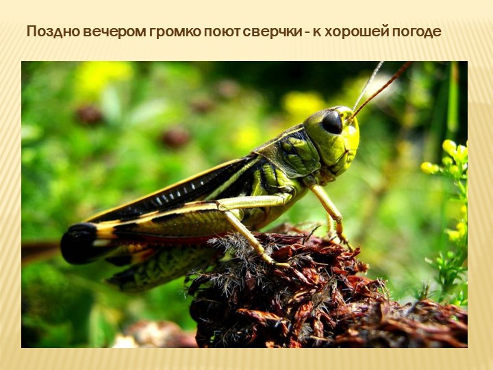 Поздно вечером громко поют сверчки - к хорошей погоде