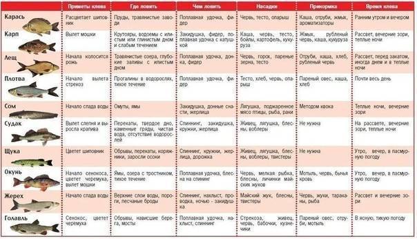 В какую погоду лучше клюёт рыба зимой - рыбачок!сайт рыбачок
