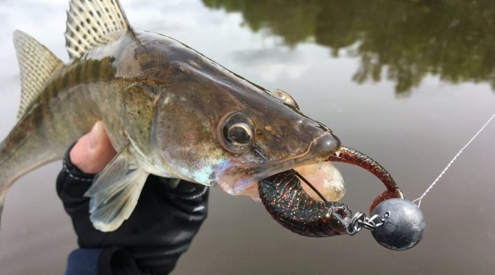 Разнообразие приманок на судака и советы по их выбору