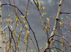 приметы погоды на апрель