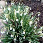 Если подснежники раскрывают свои цветочки - будет хорошая погода; закрывают и никнут — приближается ненастье