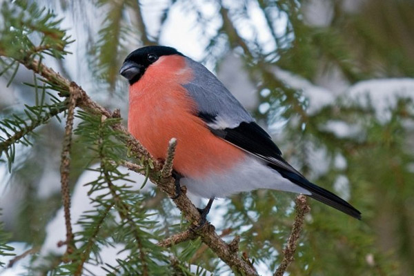 Приметы декабря, прогноз погоды на декабрь, народные приметы декабря, народные приметы о погоде, народные приметы зимой, народные приметы декабря, приметы на каждый день, народные приметы календарь