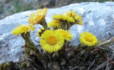 Цветение мать-и-мачехи