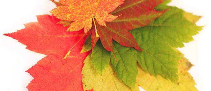 поговорки про осень для детей