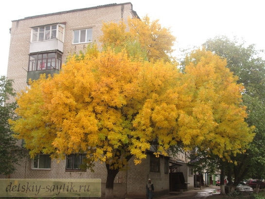 солнечное дерево