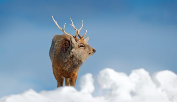 Приметы о погоде по поведению животных: как предсказать