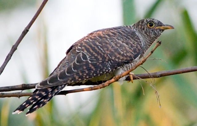 Приметы о погоде по поведению животных: как предсказать