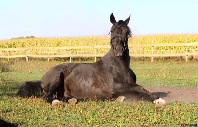 Приметы о погоде по поведению животных: как предсказать