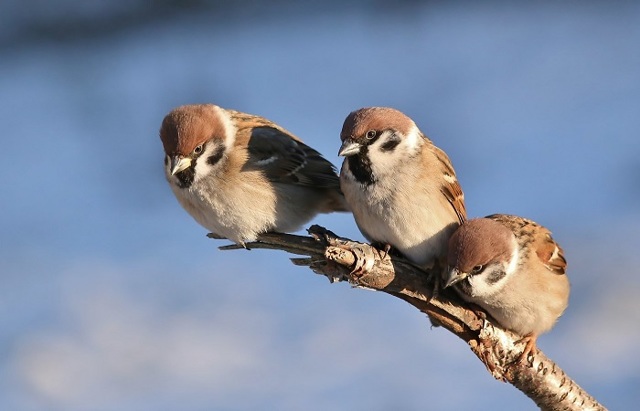 Приметы о погоде по поведению животных: как предсказать