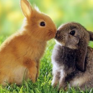 Приметы о погоде по поведению животных: как предсказать